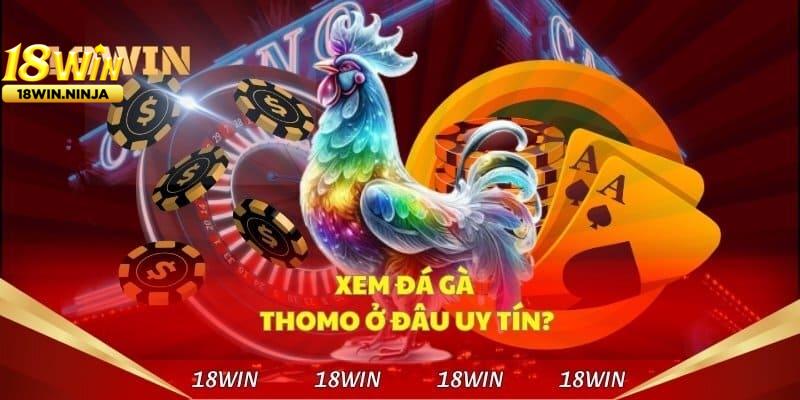 Đá Gà Thomo Là Gì? Tại Sao Đá Gà Thomo 18win Lại Hấp Dẫn?