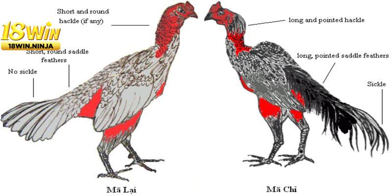 Kinh Nghiệm Nuôi Gà Chọi Khỏe Mạnh & Chiến Đấu Hiệu Quả